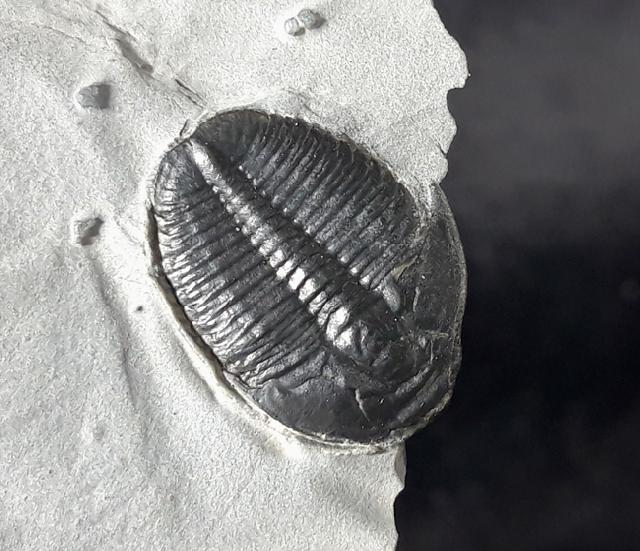Elrathia kingii (MEEK 1870)  - Bild &copy; FossNet FossilienStore